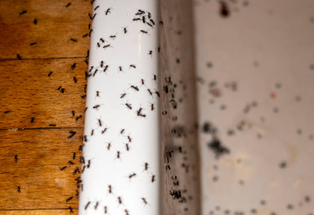Best Commercial Pest Control Services  in Redfield, AR